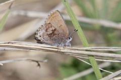 Frosted Elfin, Callophrys irus