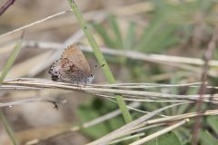 Frosted Elfin, Callophrys irus