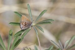 Frosted Elfin, Callophrys irus