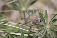 Frosted Elfin, Callophrys irus