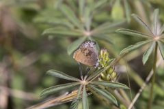 Frosted Elfin, Callophrys irus