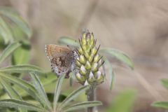 Frosted Elfin, Callophrys irus