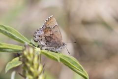 Frosted Elfin, Callophrys irus