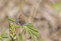 Frosted Elfin, Callophrys irus