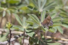 Frosted Elfin, Callophrys irus