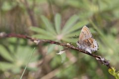 Frosted Elfin, Callophrys irus