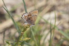 Frosted Elfin, Callophrys irus