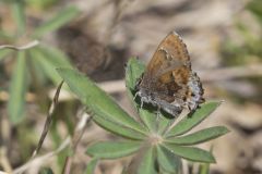 Frosted Elfin, Callophrys irus