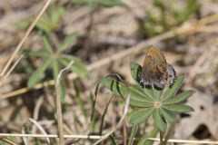 Frosted Elfin, Callophrys irus