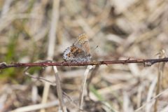 Frosted Elfin, Callophrys irus