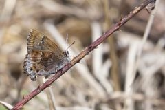 Frosted Elfin, Callophrys irus