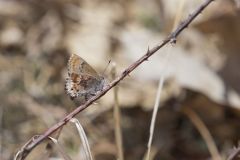 Frosted Elfin, Callophrys irus