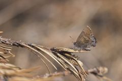 Frosted Elfin, Callophrys irus