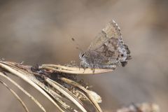 Frosted Elfin, Callophrys irus