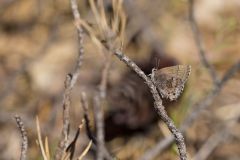 Frosted Elfin, Callophrys irus