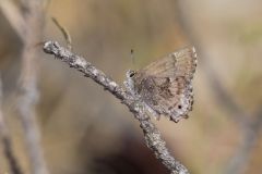 Frosted Elfin, Callophrys irus