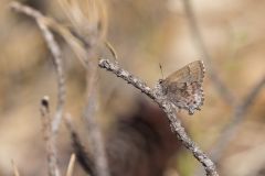 Frosted Elfin, Callophrys irus