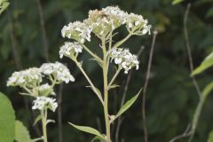 Frostweed, Verbesina virginica