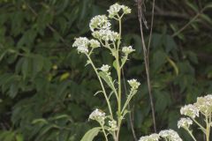 Frostweed, Verbesina virginica