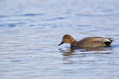 Gadwall, Mareca strepera