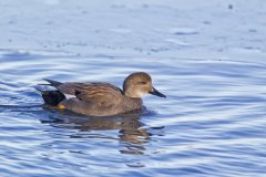 Gadwall, Mareca strepera