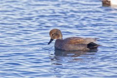 Gadwall, Mareca strepera