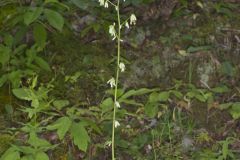 Gall of the Earth, Nabalus trifoliolatus