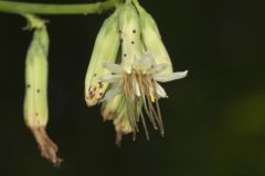 Gall of the Earth, Nabalus trifoliolatus