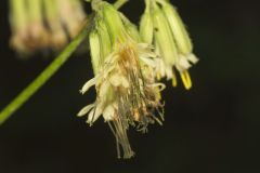 Gall of the Earth, Nabalus trifoliolatus