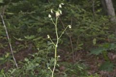 Gall of the Earth, Nabalus trifoliolatus