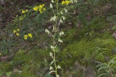 Gall of the Earth, Nabalus trifoliolatus