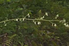 Gall of the Earth, Nabalus trifoliolatus