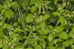 Gallant Soldier, Galinsoga parviflora