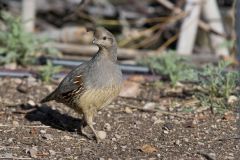 Gambel's Quail, Callipepla gambelii