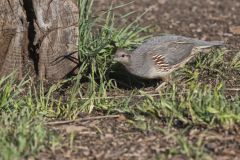 Gambel's Quail, Callipepla gambelii