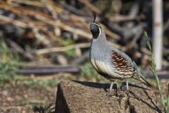 Gambel's Quail, Callipepla gambelii