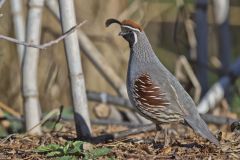 Gambel's Quail, Callipepla gambelii