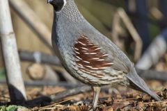 Gambel's Quail, Callipepla gambelii