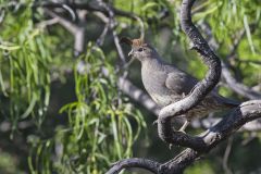 Gambel's Quail, Callipepla gambelii