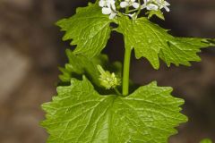 Garlic Mustard, Alliaria petiolata