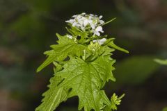 Garlic Mustard, Alliaria petiolata