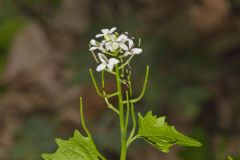 Garlic Mustard, Alliaria petiolata