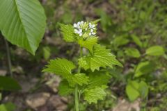 Garlic Mustard, Alliaria petiolata