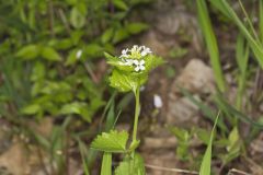 Garlic Mustard, Alliaria petiolata