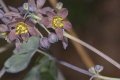 Giant Blue Cohosh, Caulophyllum giganteum