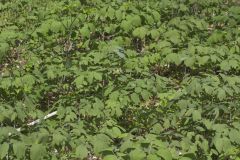 Giant Blue Cohosh, Caulophyllum giganteum