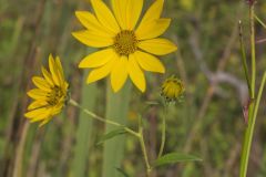 Giant Sunflower, Helianthus giganteus