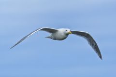 Glaucous Gull, Larus hyperboreus