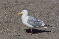 Glaucous-winged Gull, Larus glaucescens