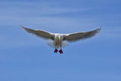 Glaucous-winged Gull, Larus glaucescens